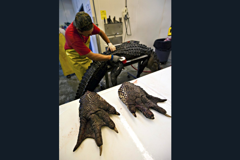 当地时间2009年9月27日，美国南卡罗来纳州，Cordray公司的工作人员进行鳄鱼标本制作。    Richard Ellis/东方IC_揭秘鳄鱼标本制作全过程 剥皮去骨血淋淋