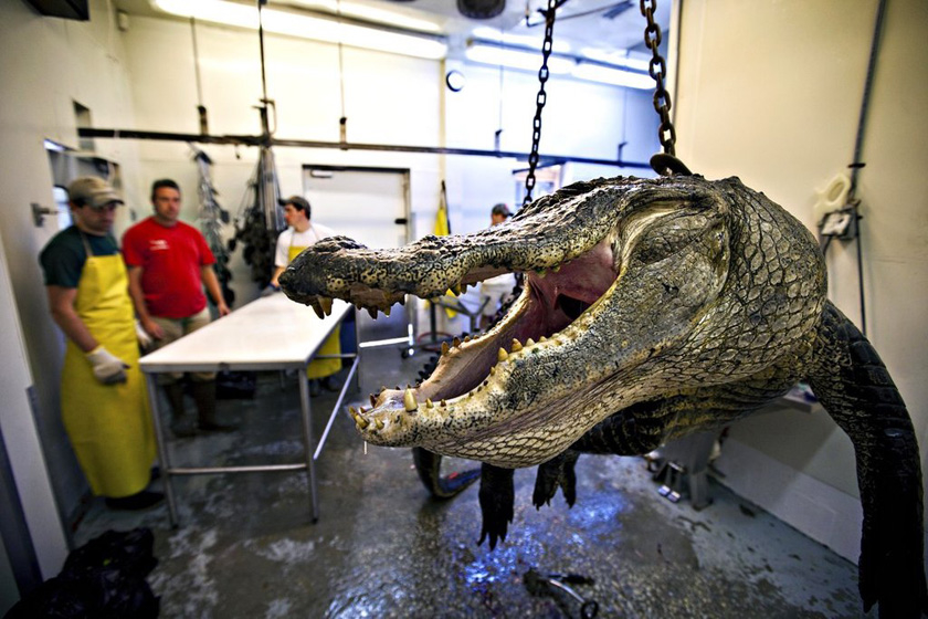 当地时间2009年9月27日，美国南卡罗来纳州，Cordray公司的工作人员进行鳄鱼标本制作。    Richard Ellis/东方IC_揭秘鳄鱼标本制作全过程 剥皮去骨血淋淋