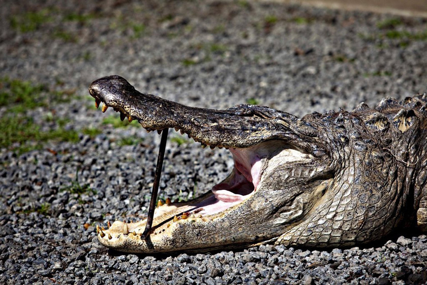当地时间2009年9月27日，美国南卡罗来纳州，一条12英尺长的鳄鱼被猎捕。    Richard Ellis/东方IC_揭秘鳄鱼标本制作全过程 剥皮去骨血淋淋