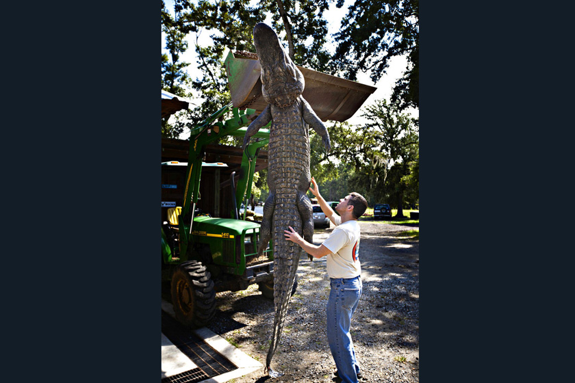 当地时间2009年9月27日，美国南卡罗来纳州，Cordray公司的工作人员进行鳄鱼标本制作。    Richard Ellis/东方IC_揭秘鳄鱼标本制作全过程 剥皮去骨血淋淋