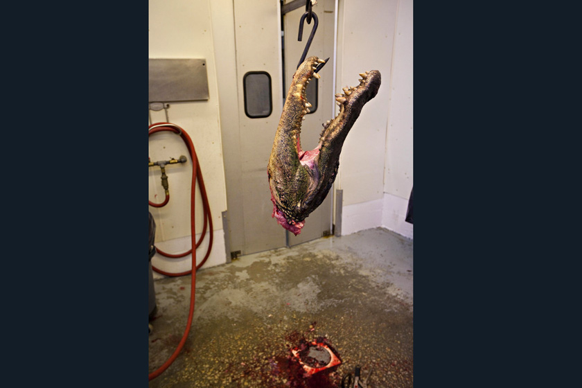 当地时间2009年9月27日，美国南卡罗来纳州，Cordray公司的工作人员进行鳄鱼标本制作。    Richard Ellis/东方IC_揭秘鳄鱼标本制作全过程 剥皮去骨血淋淋