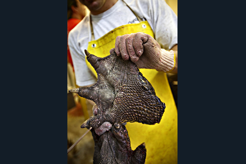 当地时间2009年9月27日，美国南卡罗来纳州，Cordray公司的工作人员进行鳄鱼标本制作。    Richard Ellis/东方IC_揭秘鳄鱼标本制作全过程 剥皮去骨血淋淋