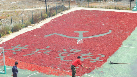 10月21日，在浙江省临安市岛石镇呼日村，做药枣生意的几位农民在火红的药枣晾晒场上绘制一面党旗。  胡剑欢/东方IC