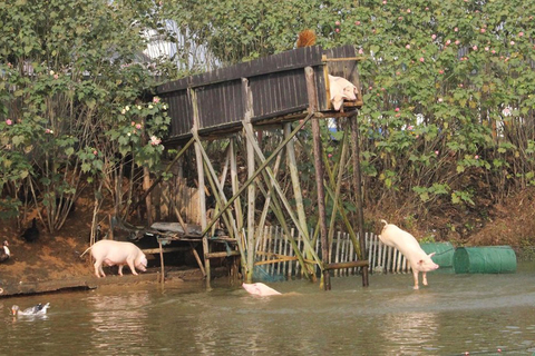 11月11日，湖南省宁乡县金洲镇关山村黄德民家饲养的土猪在高台跳水锻炼。  郭国权/东方IC