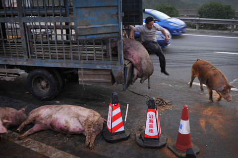 广东运猪车侧翻 堵路两个小时