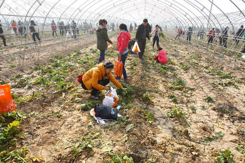 2012年11月24日，郑州，萝卜地里到处是拔萝卜的市民。     东方IC