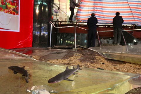 12月18日，上海，橱窗中养的三条小鲨鱼全部死亡。  黑面包/东方IC