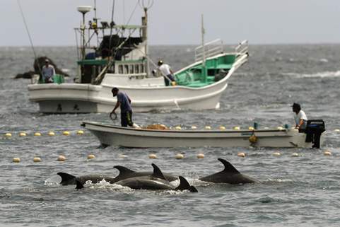 当地时间2003年10月6日,日本太地町海湾,日本渔民宰杀海豚,周围海水已