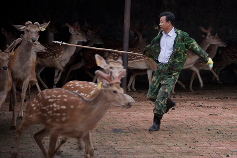俗话说“关东山，三件宝，人参、貂皮、鹿茸角”。如今的鹿茸大多来自人工养殖的梅花鹿，锯茸一般在六月和七月。每年的这个时候，吉林辽源市下辖的东丰，便开始忙碌起来。但是，略显血腥的取鹿茸过程依然使得这一所谓传统充满争议。图为2012年7月28日，吉林省辽源市东丰县鹿厂，锯茸师傅刘贵军手持麻醉枪在挑选需要采茸的梅花鹿。    徐晓林/CFP