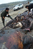 西班牙死去抹香鲸胃部藏17公斤“垃圾” 