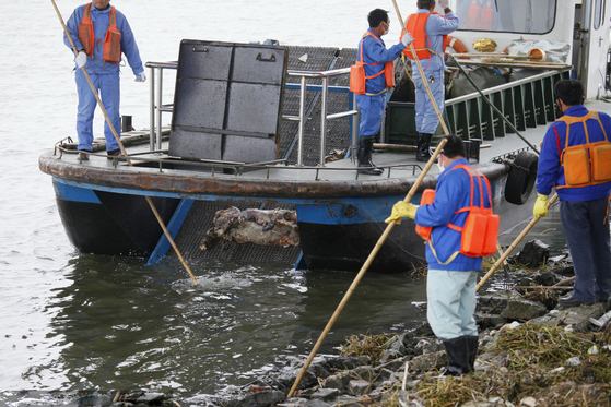 上海官方称漂浮死猪源自浙江嘉兴但未发现疫情_政经频道_财新网