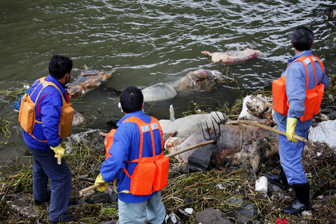 近日，上海黄浦江松江段江面出现大量死猪漂浮，目前已打捞的死猪数量超过了1200头。据对死猪所佩戴的耳标进行技术检测了解到，这些死猪可能来自上海周边。图为3月10日，环卫工打捞死猪。   佚名/东方IC