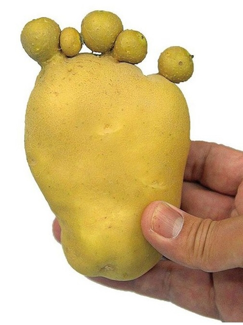 最近，日本出现大量变异食物。分叉的茄子、奇形怪状的西红柿、脚丫一样的土豆、长了耳朵的辣椒……。疑与日本福岛核电站核泄漏有关。