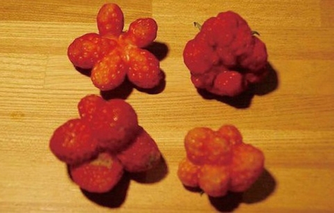 最近，日本出现大量变异食物。分叉的茄子、奇形怪状的西红柿、脚丫一样的土豆、长了耳朵的辣椒……。疑与日本福岛核电站核泄漏有关。