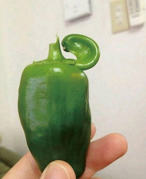 最近，日本出现大量变异食物。分叉的茄子、奇形怪状的西红柿、脚丫一样的土豆、长了耳朵的辣椒……。疑与日本福岛核电站核泄漏有关。