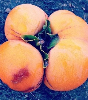 最近，日本出现大量变异食物。分叉的茄子、奇形怪状的西红柿、脚丫一样的土豆、长了耳朵的辣椒……。疑与日本福岛核电站核泄漏有关。