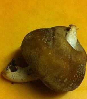 最近，日本出现大量变异食物。分叉的茄子、奇形怪状的西红柿、脚丫一样的土豆、长了耳朵的辣椒……。疑与日本福岛核电站核泄漏有关。