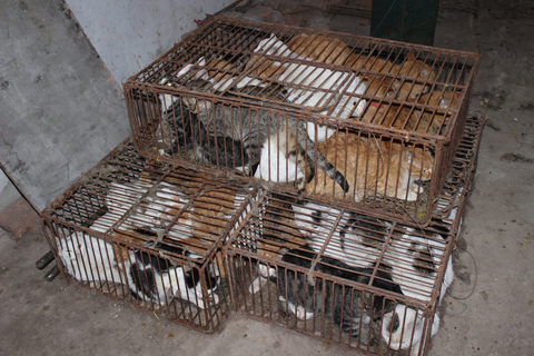 江苏淮安查处猫肉冒充兔肉出售黑窝点