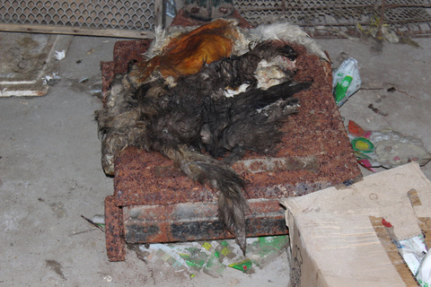 10月30日,江苏淮安,被剥下的猫皮. cfp