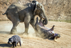 纳米比亚一河马“单挑”大象