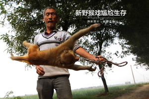 新野猴戏尴尬生存
