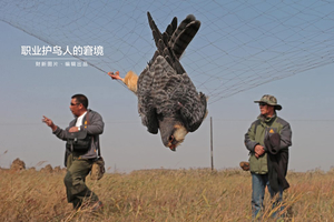 职业护鸟人的窘境