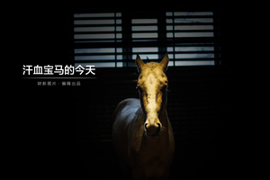 汗血宝马的今天
