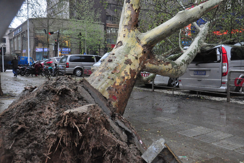 郑州一棵60年树龄法桐被狂风刮倒 4辆汽车被砸
