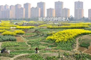 城市中的种田老人