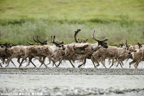 8. 阿拉斯加：广袤原始之地的北极圈生活阿拉斯加对于美国人有点像西藏对于中国人的意义。印象中，这两个地方都是一尘不染的纯净之地。不过和西藏更多的是与信仰、宗教、心灵洗礼有关不同，阿拉斯加的纯净则彻底来自于它那广袤原始的大自然。图为阿拉斯加州北极国家野生动物保护区。 东方IC