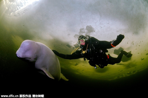 6. 俄罗斯：体验浮冰下与白鲸共舞俄罗斯、陆地最北端、北极圈、极地自然风光……看到这些关键词你会想到什么? 在人生有限的时间里领略无限动人的风光?曾经只存在于幻想中的北极，给自己一场与众不同的人生历程。诡异的绿光、吱吱的冰块破裂声、缓慢移动的水下生物，营造出一种诡异的水下氛围。如果不是刺骨的寒冷侵入，还真以为这个梦境。欢迎来到位于北极水域，即俄罗斯白海坎达拉克沙湾（Kandalaksha）的萨尔玛海峡。 Andrey Nekrasov/东方IC