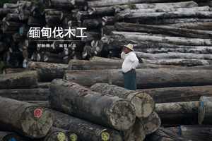 缅甸伐木工