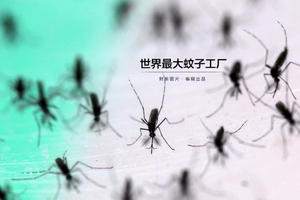 世界最大蚊子工厂