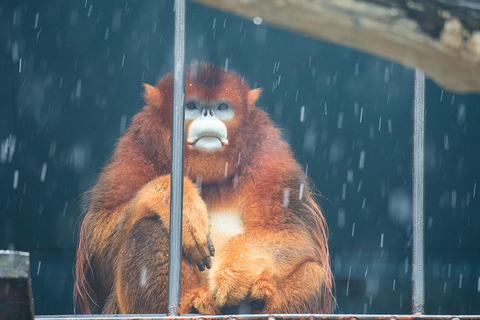 金丝猴端坐着看雪景,一动不动,好像在沉思什么. 许康平/视觉中国