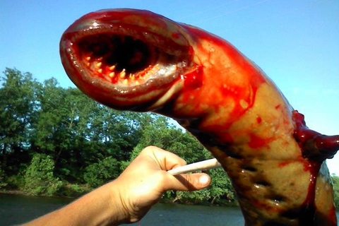 世界海洋日 看看这些造型奇特的"水怪"