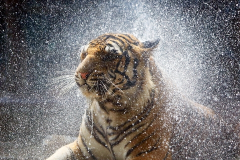 2016年6月29日，盛夏高温来袭，济南动物园里的动物们开启“避暑模式”。老虎的淋浴、大熊猫的冰镇食物、猩猩的绿豆汤、环尾狐猴的水果拼盘，它们在各自的领域悠哉地享受着夏日时光。 视觉中国