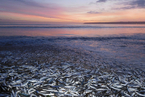 一周天下：千万条死亡的鲭鱼和鲱鱼堆积在海滩上