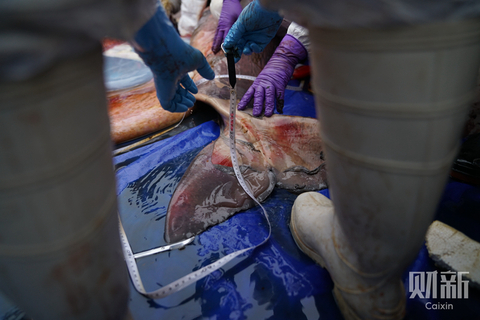 直击抹香鲸解剖现场意外发现胎盘 专家称属世界首例