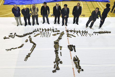 当地时间2017年4月27日，日本北海道，据日媒报道，日本北海道大学与北海道鹉川町立穗别博物馆宣布，确认发现日本国内最大的恐龙全身骨骼化石。东方ic