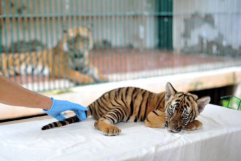 2017年6月22日，时隔15年，广州动物园再次成功繁殖一只华南虎。当天，这只小虎首次亮相，萌翻全场。视觉中国