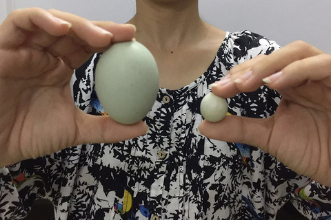 2017年7月25日消息，福建漳州。在漳州诏安县的陈女士家的农场里，发现了一枚非常特别的鸡蛋，特别在，它“特别小”。图/视觉中国