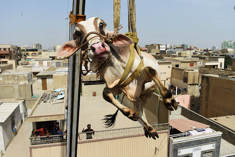 当地时间2017年8月20日，巴基斯坦卡拉奇，一名巴基斯坦饲养员用起重机把牲畜从屋顶上抬下来，这些牲畜将被运送到牲畜市场为穆斯林宰牲节做准备。图/视觉中国