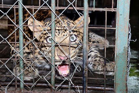 当地时间2017年9月13日，印度阿萨姆邦高哈蒂，一头雄性豹子闯入Kamakhya山区一户住宅中，兽医和森林管理员将其麻醉后抬出，送往动物园。图/视觉中国