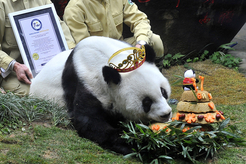 9月13日上午，37岁大熊猫“巴斯”在海峡（福州）大熊猫研究交流中心离世。2017年1月18日，福州，“巴斯”迎来37周岁生日，戴上皇冠。图/视觉中国