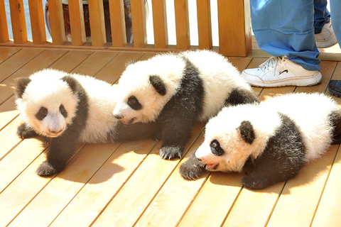 9月21日，2017年秦岭大熊猫征（冠）名认养活动启动仪式在陕西省林业科学院秦岭大熊猫繁育研究中心举行，2017年新生的4只大熊猫宝宝也正式与市民见面。视觉中国