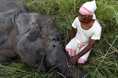 当地时间2017年11月19日，印度古瓦哈提，当地村民为死去的大象祈祷。两只大象在横穿铁道时被火车撞死。由于食物的匮乏和人们对森林的非法侵占，当地的野象被迫到居民区觅食。图/视觉中国