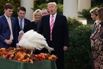 一周天下：特朗普任内首次赦免感恩节火鸡