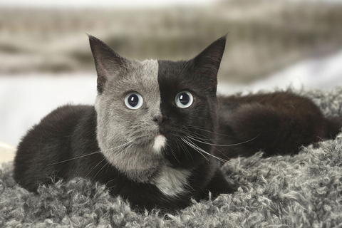 当地时间2018年2月19日，这只英国短毛猫的脸部有淡灰色和黑色的毛发，两种颜色刚好在中线处分开，看上去堪称完美。图/东方IC