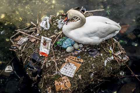 当地时间2018年4月17日，丹麦哥本哈根，当地的一个湖里，一只天鹅在垃圾堆中筑巢产卵。图/视觉中国