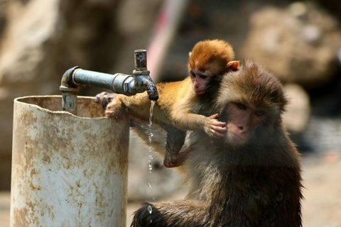 2018年7月17日，河南郑州，猕猴玩水管消暑。入伏后高温酷暑难耐，动物园的动物们为避暑纷纷开动脑筋，各显神通。图/东方IC